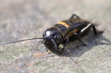 Cricket on a stone