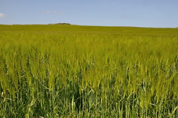 A field of  barley.