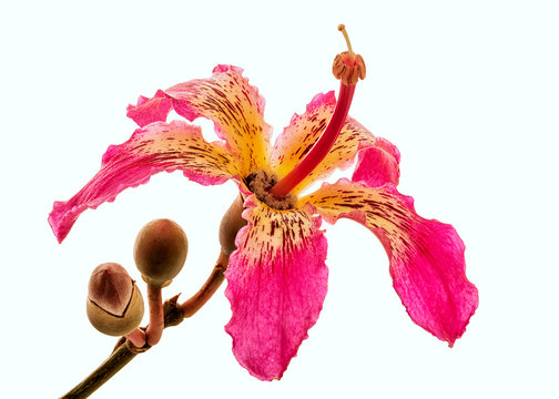 Chorisia speciosa 