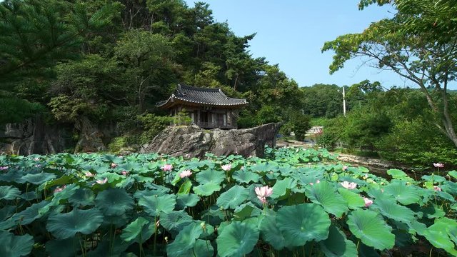 149 Korean gazebo and lotus flower