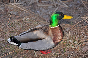 Obraz premium Swamps, canals and lakes in the winter forest..