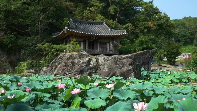 149 Korean gazebo and lotus flower