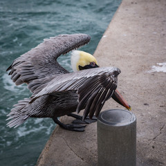 Pelican