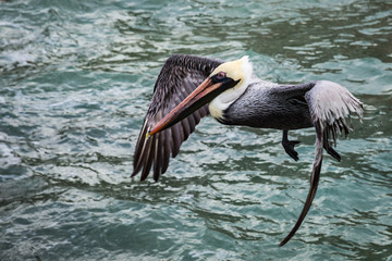 Pelican