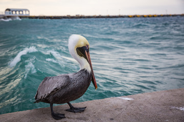 Pelican
