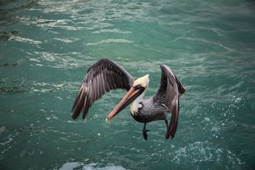 Pelican