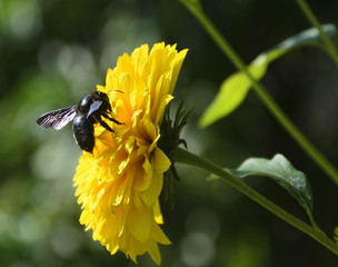 Çiçek üzeri arı