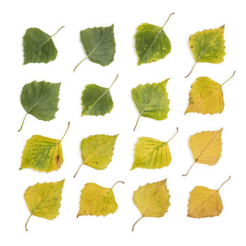Birch Leaves Collection
