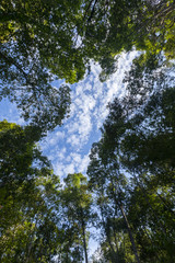 Trees in a forest, blue skies and a cloud in the background.