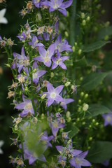 Lilac flowers shaped like stars