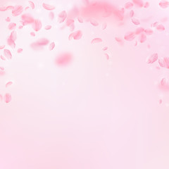 Sakura petals falling down. Romantic pink flowers falling rain. Flying petals on pink square backgro