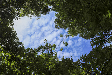 Trees in a forest, blue skies and a cloud in the background.