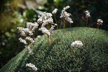 A round plant with tiny blooming white flowers growing out of it