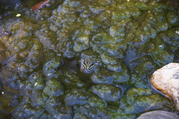 Frog hiding in the water among plants
