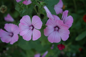 Macro shot of two pink flowers in the shade