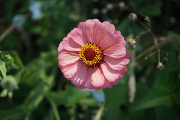 Pink zinnia flower in the summer sun