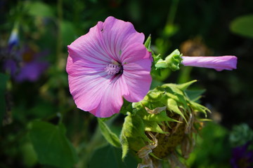 Beautiful pink flower with a circle-like leaf