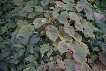 Leaves govering the ground