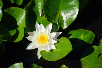 Pretty white waterlily in a pond on a summer day