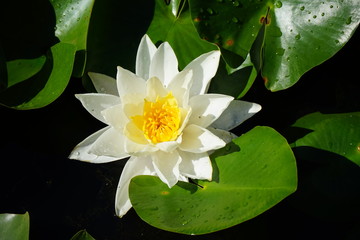 Above shot of a waterlily in a pond
