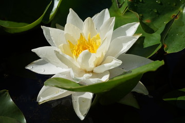 Beautiful waterlily shaped like a star