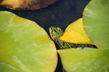Frog looking out of the water hiding under a leaf