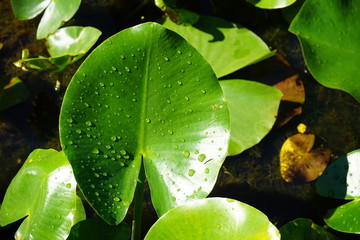 Green leaf with waterdrops on it, illuminated by the sun