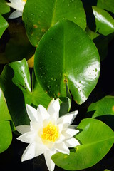 White waterlily in the water with leaves around it