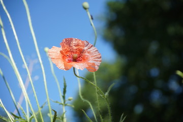 Light red poppy flower shot from below to see the blue sky in the background