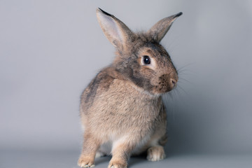 Incredulous little baby bunny rabbit looking at the camera. Adorable and smart face.