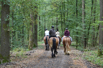 chevaux équitation hippotherapie balade foret