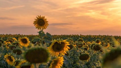 It takes nothing to join the crowd. It takes everything to stand alone. - Es bedarf nichts um der...