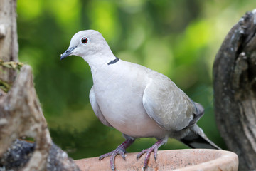 Türkentaube (Streptopelia decaocto) am Futterplatz im Garten