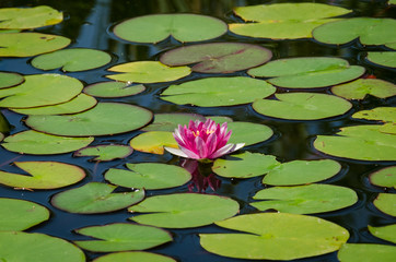 lotus flower in the lake