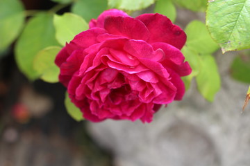 rose