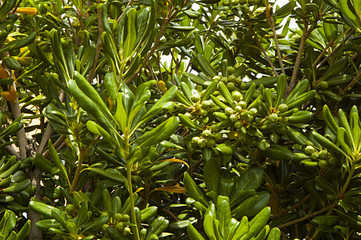 Green background with tropical plants and trees.