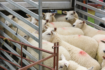 Naklejka premium Stado owiec ładowane do transportera zwierząt w celu wprowadzenia na rynek