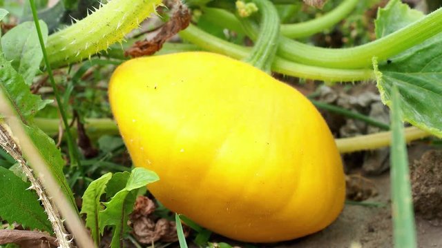 Pattypan squash bud on plant. Growing vegetables in the garden. (Cucurbita pepo)