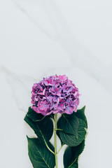 top view of purple hydrangea flower on marble surface