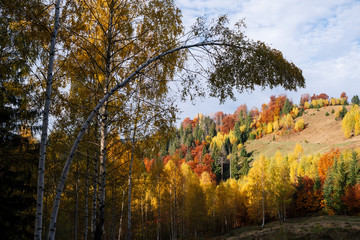 Autumn landscape in a mountain forest