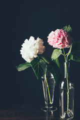 pink and white hortensia flowers in glass vases, on black