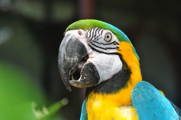 Bird, macaw