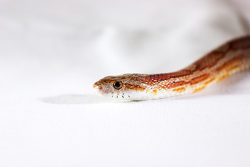 Corn snake isolated