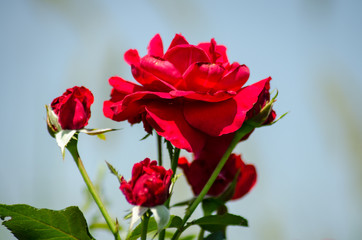 red rose with buds