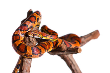 Fototapeta premium Corn snake isolated