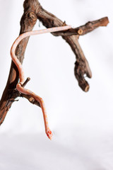 Corn snake isolated