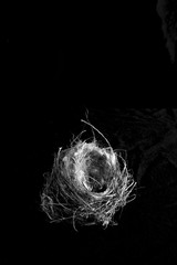 nest bird in a black background