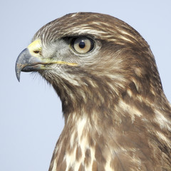 Common buzzard (Buteo buteo)
