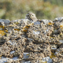 little owl