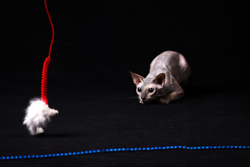 Graceful donskoy cat